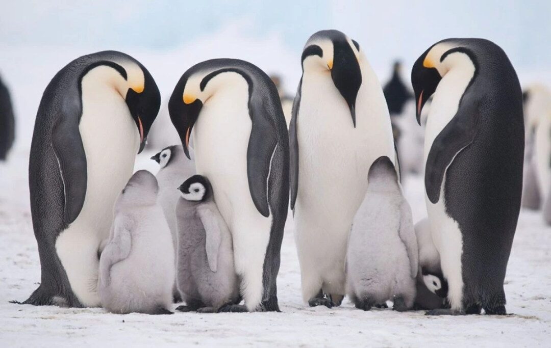 The best time of year to see Antarctica's stunning wildlife